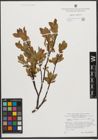 Foto von Salix waldsteiniana Willd.